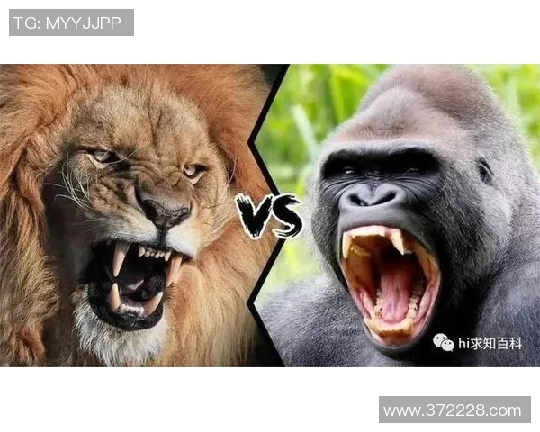 费内巴切与巴斯克的激烈对决揭示篮球战术的魅力与精彩瞬间